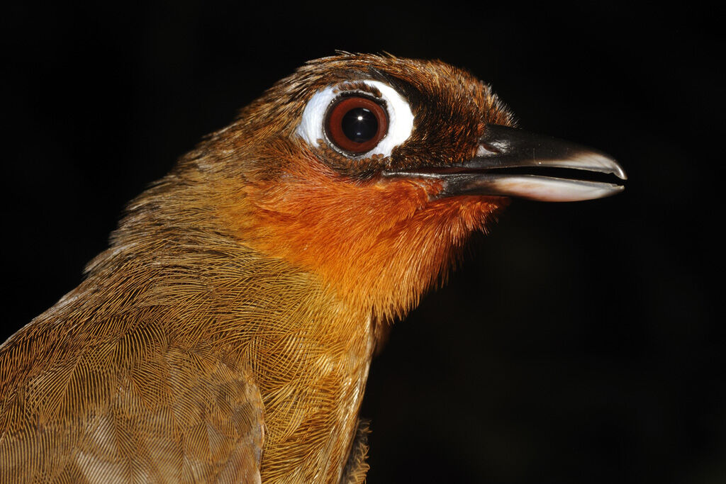 Rufous-throated Antbirdadult