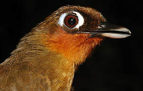 Rufous-throated Antbird