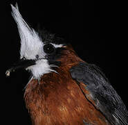 White-plumed Antbird