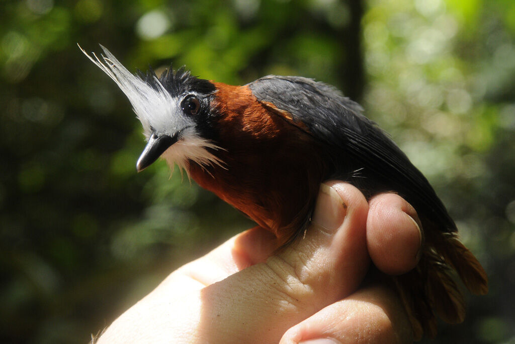 White-plumed Antbirdadult