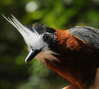 White-plumed Antbird