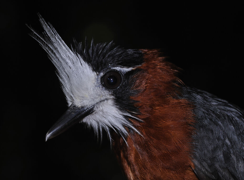 White-plumed Antbirdadult