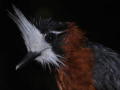 White-plumed Antbird