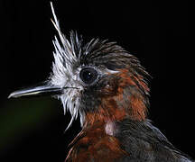 White-plumed Antbird