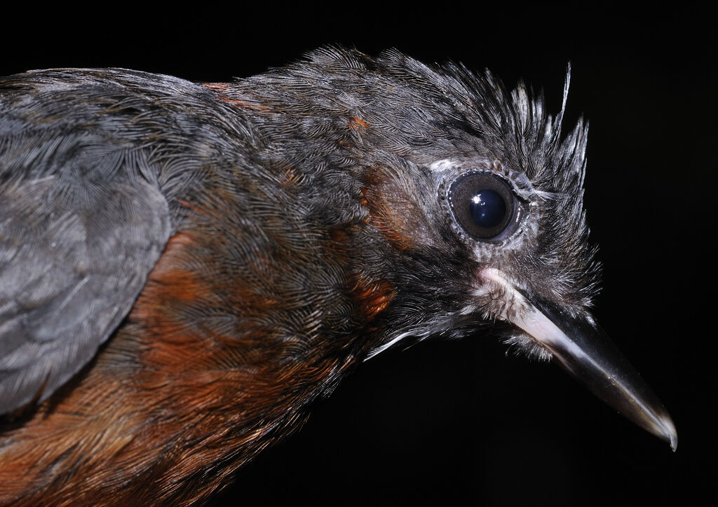 White-plumed Antbirdjuvenile