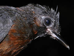 White-plumed Antbird