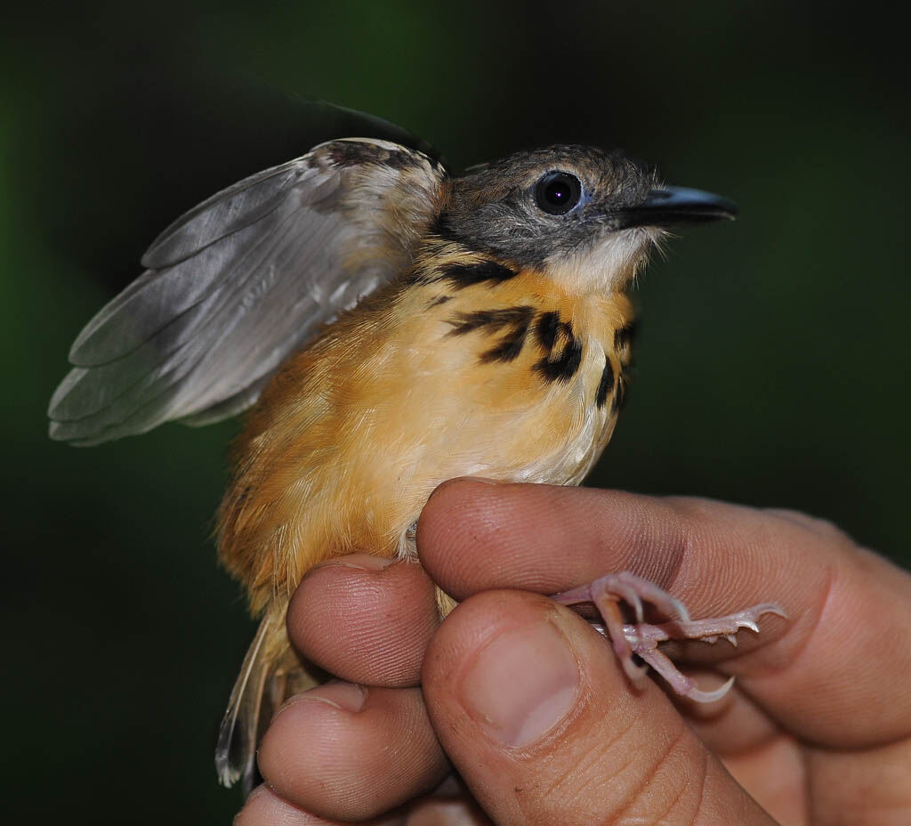 Spot-backed Antbird female