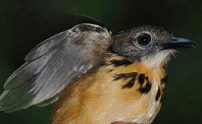 Spot-backed Antbird