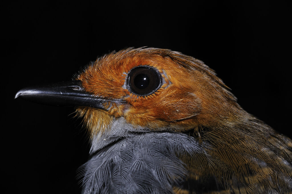 Common Scale-backed Antbird female adult