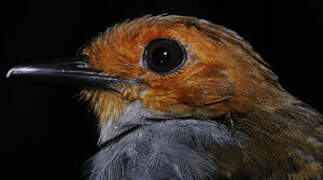 Common Scale-backed Antbird