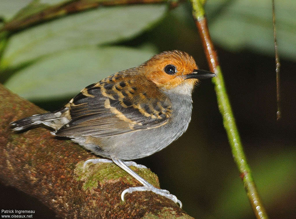 Fourmilier zébré femelle adulte, identification