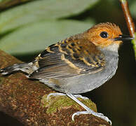 Common Scale-backed Antbird