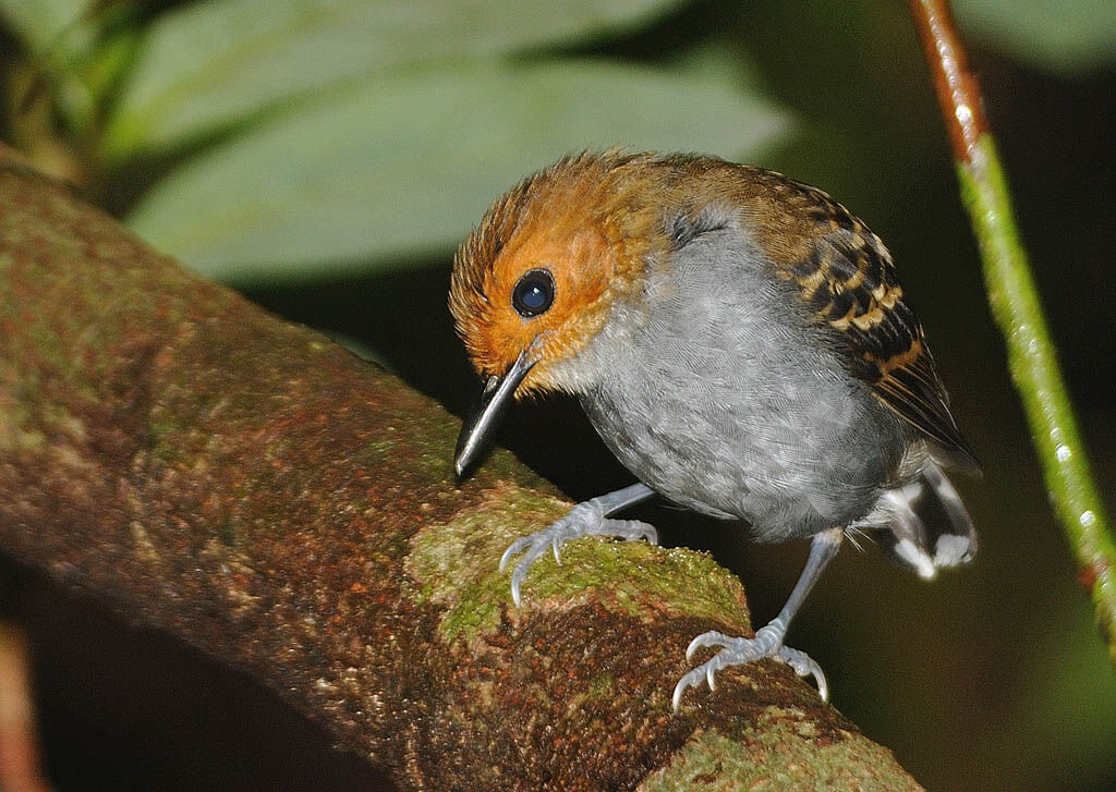 Common Scale-backed Antbird female adult