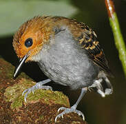 Common Scale-backed Antbird