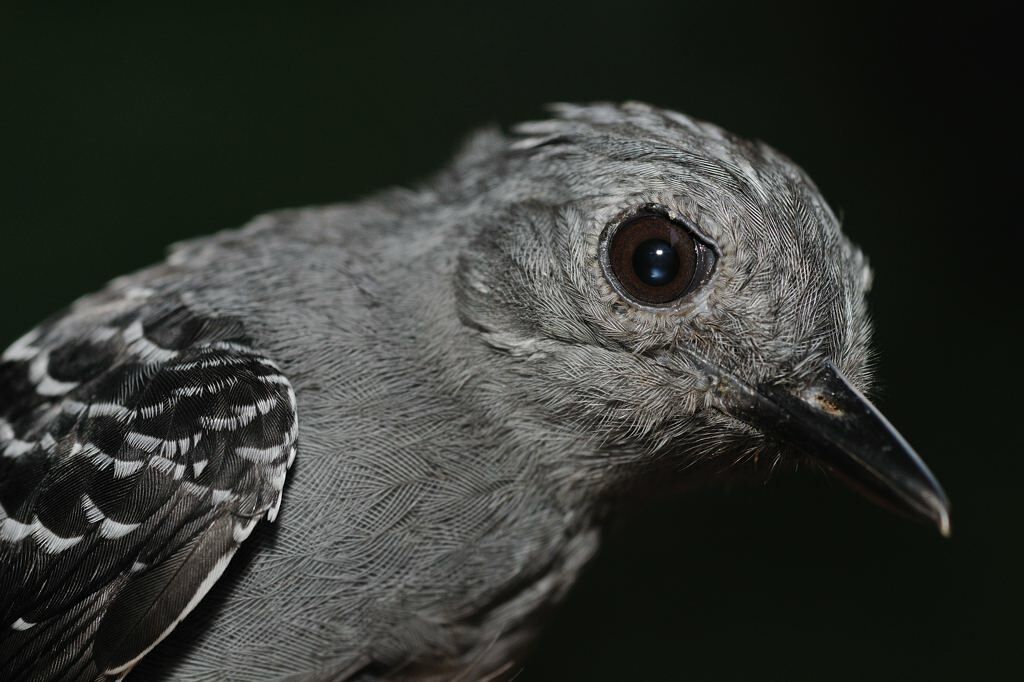 Common Scale-backed Antbird male adult