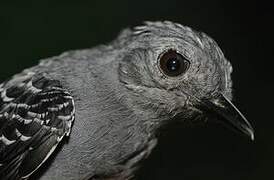 Common Scale-backed Antbird