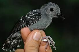 Common Scale-backed Antbird