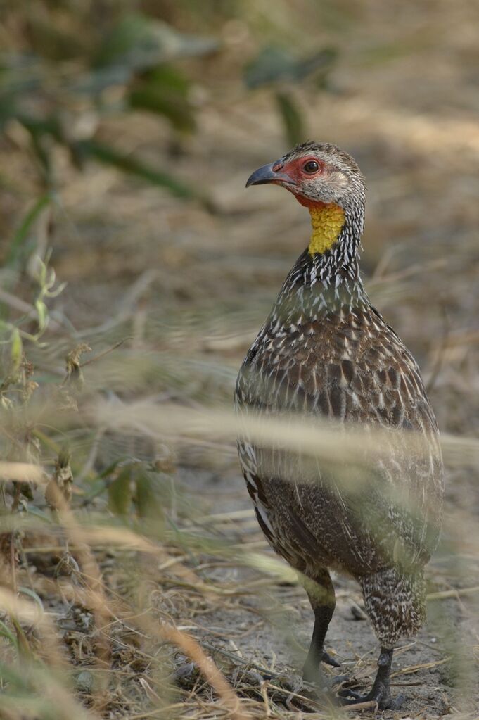 Francolin à cou jauneadulte