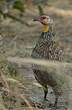 Francolin à cou jaune