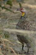 Yellow-necked Spurfowl