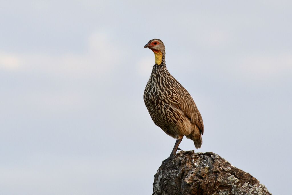 Francolin à cou jauneadulte