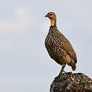 Francolin à cou jaune