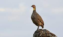 Francolin à cou jaune