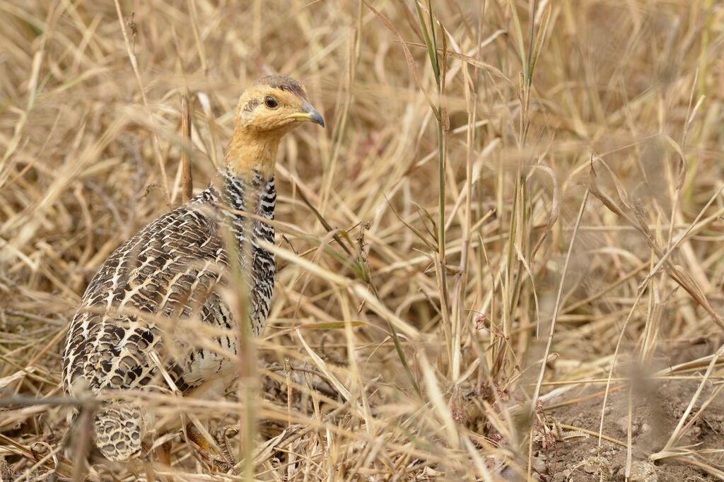 Francolin coqui mâle adulte