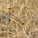 Francolin coqui