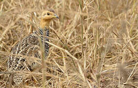 Coqui Francolin