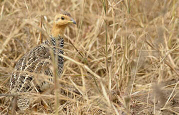 Francolin coqui