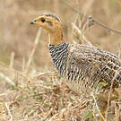 Francolin coqui