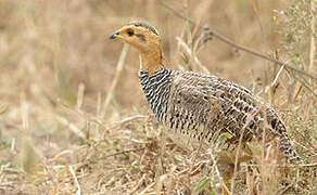 Francolin coqui