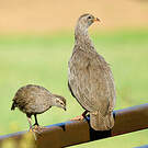 Francolin criard