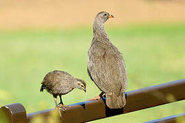 Cape Spurfowl