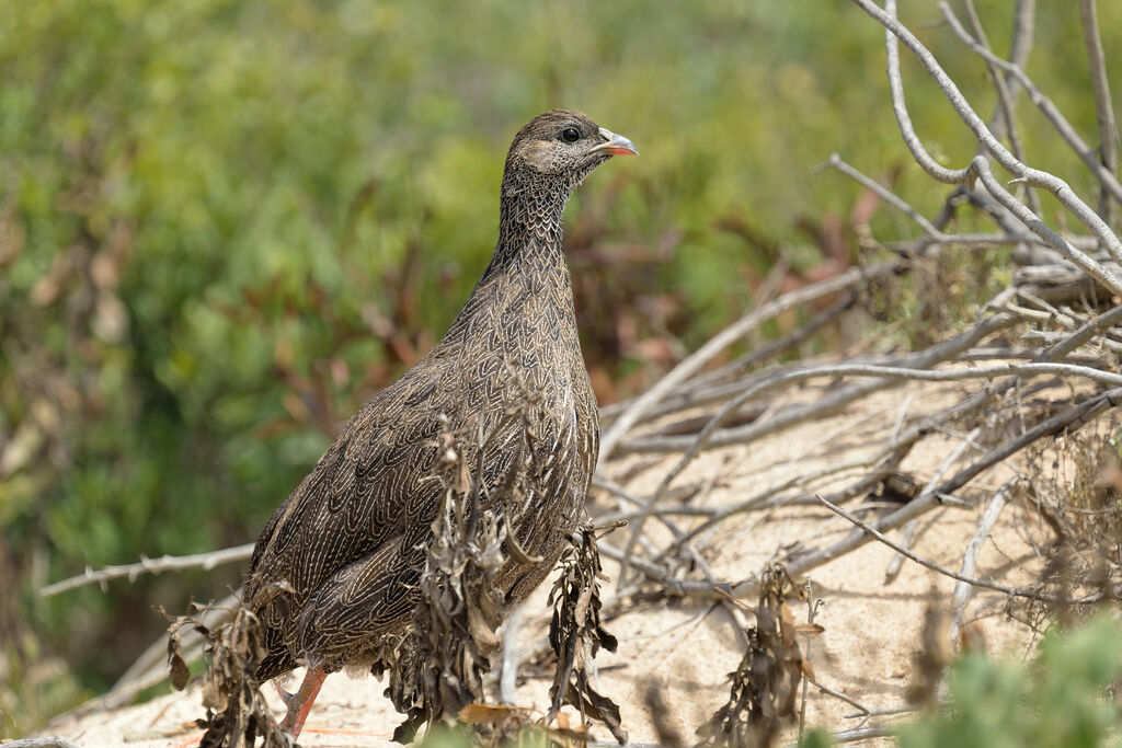 Francolin criardadulte