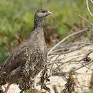 Francolin criard