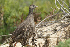 Francolin criard