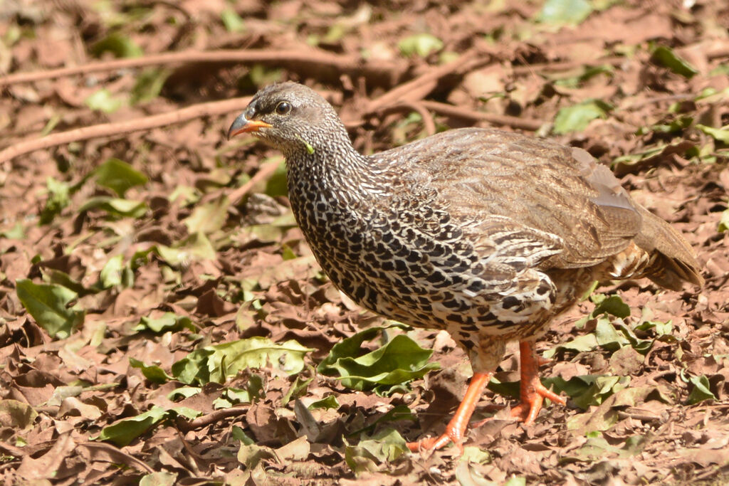 Francolin de Hildebrandt mâle adulte