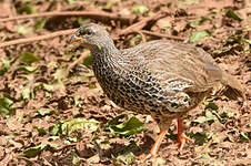 Francolin de Hildebrandt