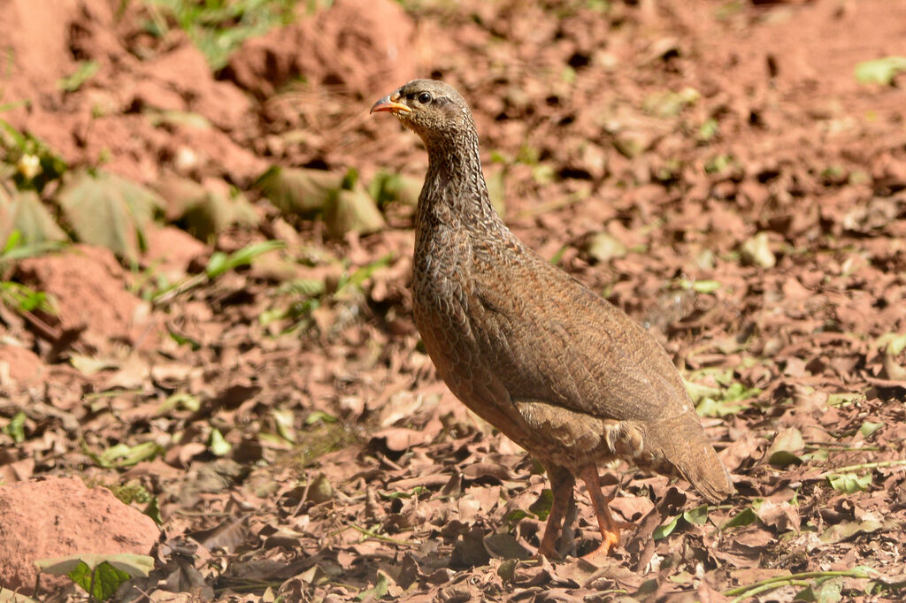 Hildebrandt's Spurfowl female adult