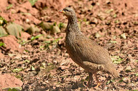 Hildebrandt's Spurfowl