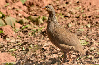 Francolin de Hildebrandt