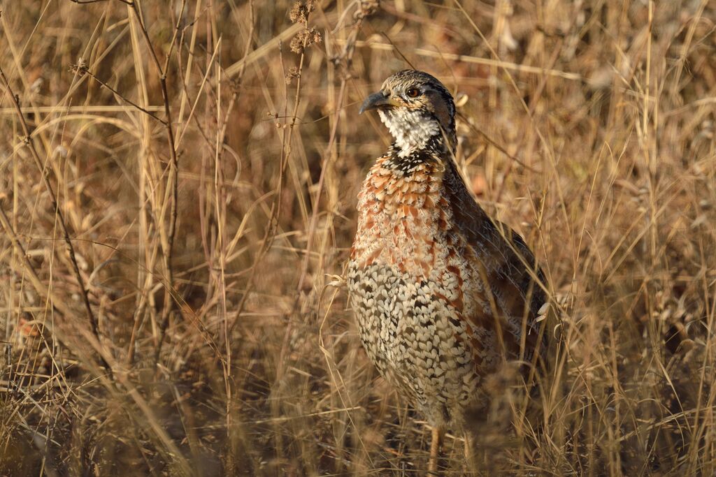 Francolin de Shelleyadulte
