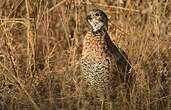 Francolin de Shelley