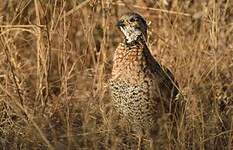 Francolin de Shelley