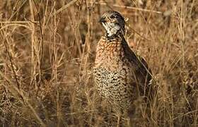 Francolin de Shelley