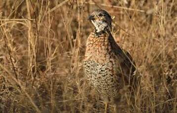 Francolin de Shelley