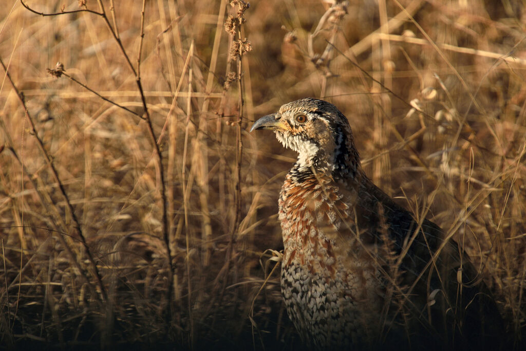 Francolin de Shelleyadulte