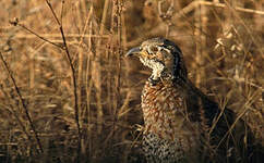 Francolin de Shelley